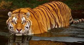 老虎变成人表演视频,揭秘神奇表演背后的奥秘