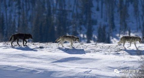 狼变成人的故事视频,神秘变身之旅